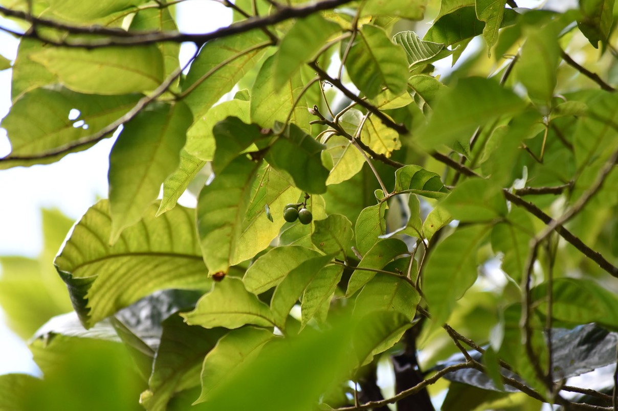 Bois de Merles - Allophylus borbonicus - SAPINDACEAE - Endémique Réunion, Maurice, Rodrigues
