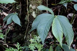 Elatostema fagifolium