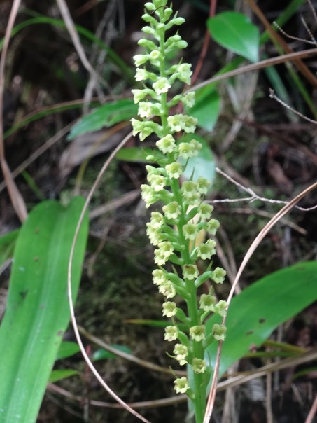 Hampe florale de Benthamia latifolia - ORCHIDACEAE - Endémique Réunion, Maurice