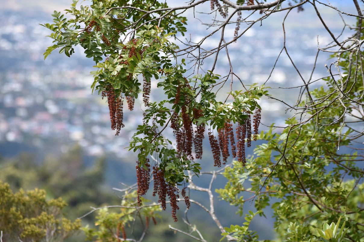 Inflorescences de Tan Rouge - Weinmannia tinctoria - CUNONIACEAE - Endémique Réunion, Maurice