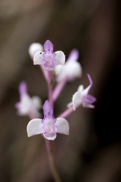 orchidée Cynorkis ridleyi_1