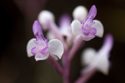 orchidée Cynorkis ridleyi_2