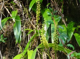 Population de Benthamia latifolia - ORCHIDACEAE - Endémique Réunion, Maurice