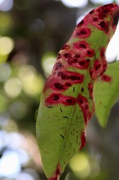 Syzygium cymosum , Bois de pomme rouge