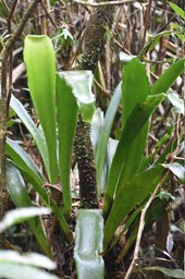 Antrophyopsis boryana - Langue de boeuf - PTERIDACEAE - Indigère Réunion, Maurice