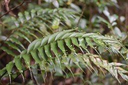 Asplenium daucifolium var. lineatum - ASPLENIACEAE - Endémique Région malgache