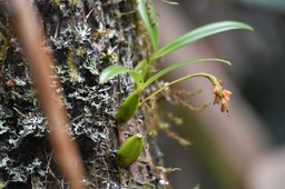 Bulbophyllum bernadetteae Castillon - EPIDENDROIDEAE - Endémique Réunion - MB2_2579