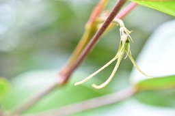 Cordemoya (Hancea) integrifolia - Fleur femelle Bois de perroquet - EUPHORBIACEAE - Endémique Réunion, Maurice.jpg