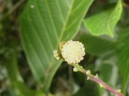 Cordemoya (Hancea) integrifolia - Fleur mâle Bois de perroquet - EUPHORBIACEAE - Endémique Réunion, Maurice.jpg