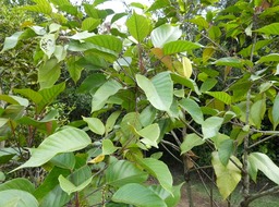 Cordemoya (Hancea) integrifolia - Bois de perroquet - EUPHORBIACEAE - Endémique Réunion, Maurice.jpg