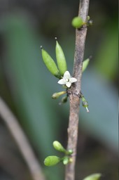 Geniostoma borbonica - Bois de piment - LOGANIACEAE - Endémique Réunion, Maurice