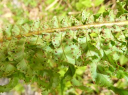 Nephrolepis cordifolia var. cordifolia NEPHROLEPIDACEAE - Endémique Région malgache - P1020317