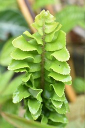 Nephrolepis cordifolia var. cordifolia NEPHROLEPIDACEAE - Endémique Région malgache - MB2_2461