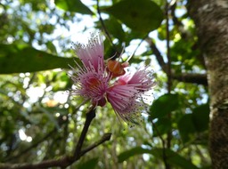 Syzygium cymosum - Bois de pomme rouge - MYRTACEAE Endémique Réunion, Maurice - P1020348