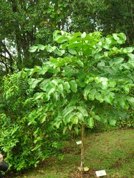 10 bois de papaye 