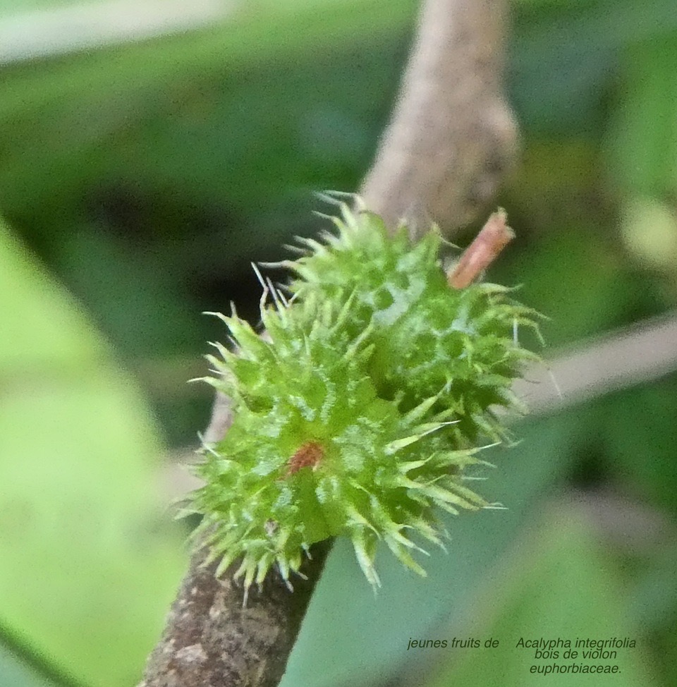 Acalypha integrifolia . bois de violon . Jeunes fruits . euphorbiaceae. indigène Réunion .P1730713