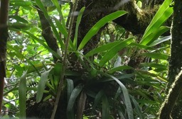 Angraecum bracteosum - EPIDENDROIDEAE - Endémique Réunion - DSC00587a