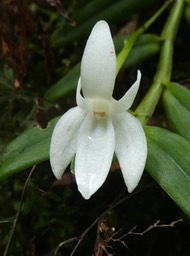 Angraecum ramosum. orchidaceae.indigène Réunion .P1740058