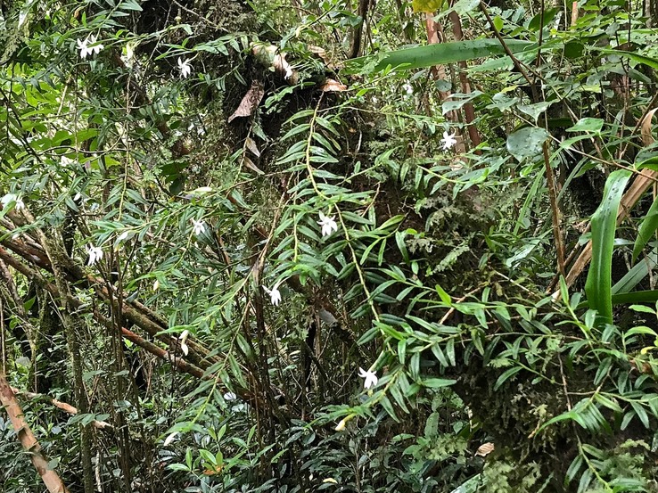 Angraecum ramosum .orchidaceae.indigène Réunion .IMG_4718