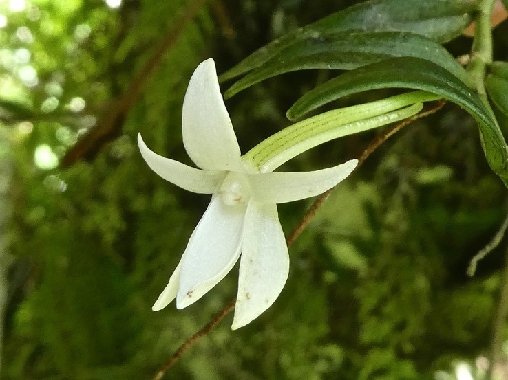 Angraecum ramosum .orchidaceae .indigène Réunion .P1730977