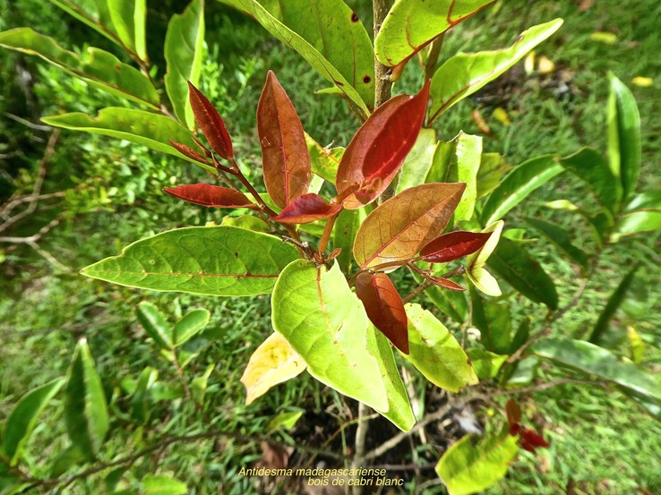 Antidesma madagascariense . bois de cabri blanc.phyllanthaceae. indigène Réunion .P1730747