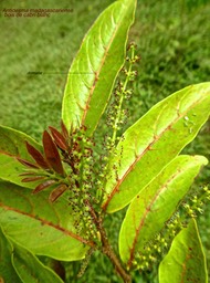 Antidesma madagascariense .bois de cabri blanc. inflorescences et jeunes feuilles .phyllanthaceae.indigène Réunion .P1730726