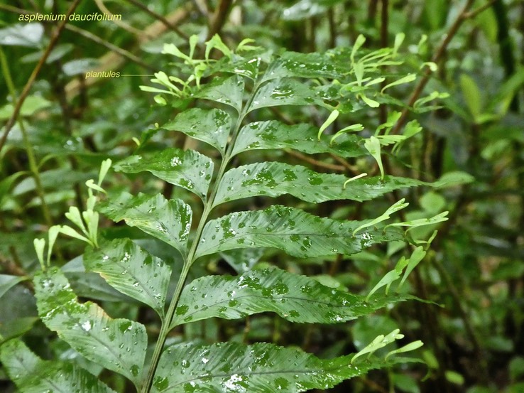 Asplenium daucifolium .aspleniaceae .fougère endémique Madagascar Réunion Maurice .P1740157