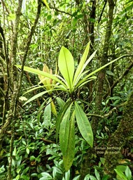 Badula barthesia. bois de savon .myrsinaceae .endémique Réunion .P1730940