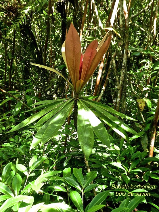 Badula borbonica .bois de savon .myrsinaceae.endémique Réunion .P1730927