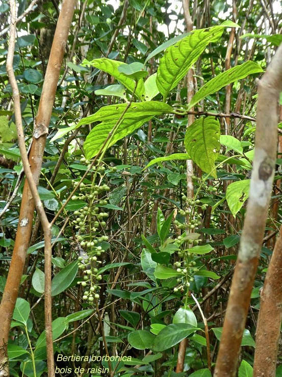 Bertiera borbonica .bois de raisin .rubiaceae .endémique Réunion .P1740105