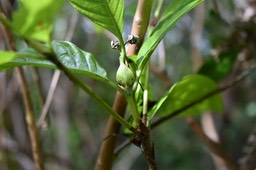 Bertiera borbonica var. stipulata - Bois de raisin - RUBIACEAE - Endémique Réunion - MAB_6559