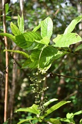 Bertiera borbonica var. stipulata - Bois de raisin - RUBIACEAE - Endémique Réunion - MAB_6557