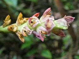 Bulbophyllum bernadetteae Castillon .orchidaceae .endémique Réunion.P1740092