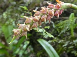 Bulbophyllum bernadetteae Castillon. orchidaceae .endémique Réunion. P1740141