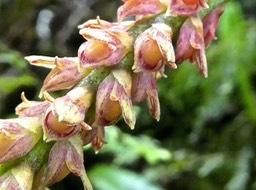 Bulbophyllum bernadetteae Castillon .orchidaceae.endémique Réunion .P1740145