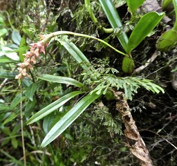 Bulbophyllum bernadetteae Castillon .orchidaceae.endémique Réunion .P1740126