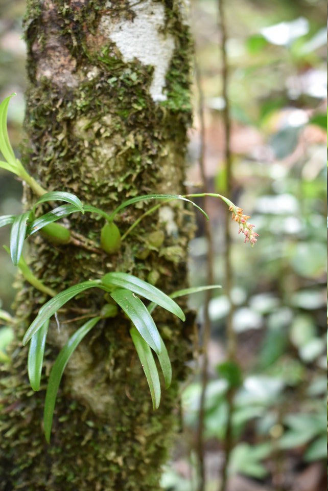 Bulbophyllum bernadetteae var rouge - EPIDENDROIDEAE - Endémique Réunion - MAB_6552