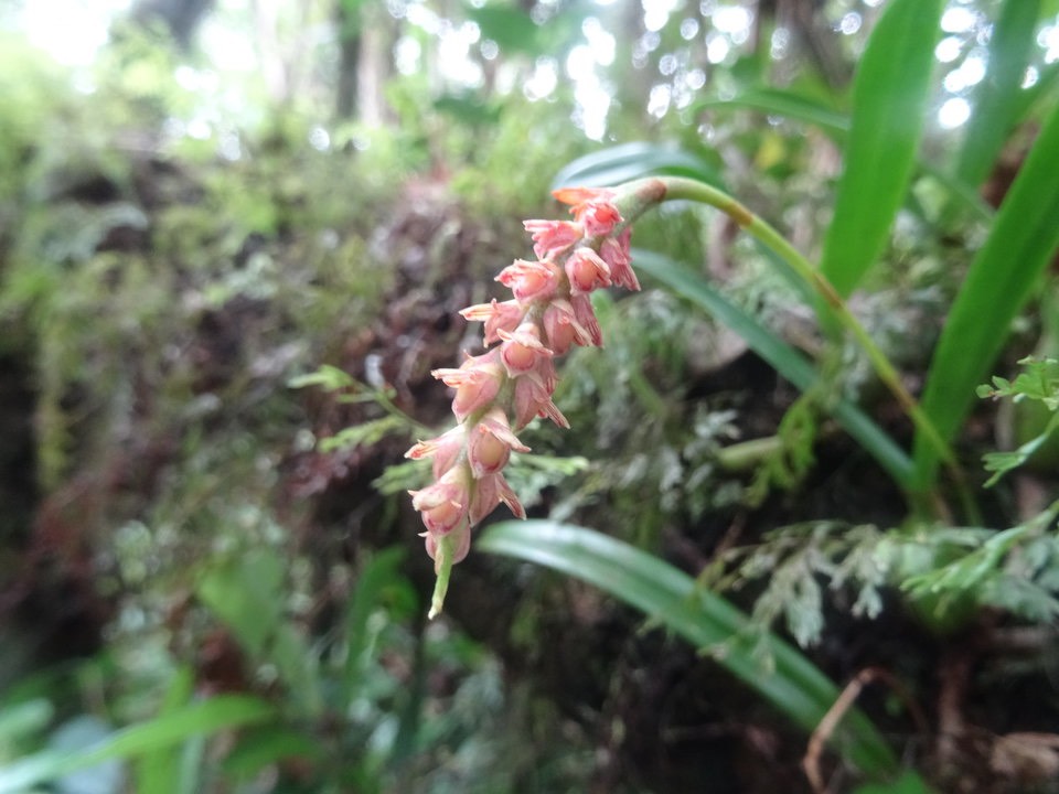 Bulbophyllum bernadetteae var rouge - EPIDENDROIDEAE - Endémique Réunion - DSC00595