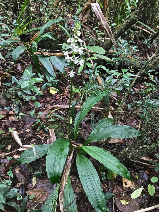 Calanthe sylvatica . orchidaceae.indigène Réunion.IMG_4692