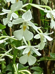 Calanthe sylvatica .variante blanche .orchidaceae.indigène Réunion P1730854