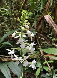 Calanthe sylvatica ,variante blanche .orchidaceae.indigène Réunion.IMG_4696