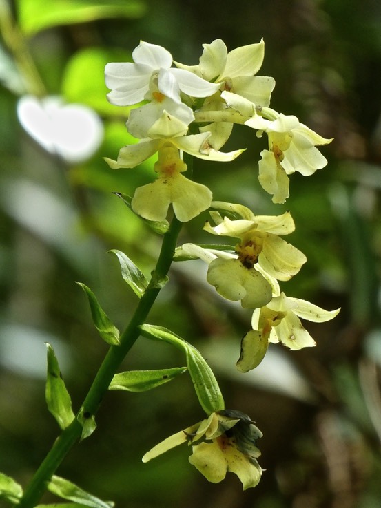 Calanthe sylvatica .variante blanche .(fin de floraison et fruit en formation )orchidaceae .indigène Réunion.P1730906