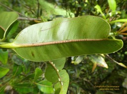 Calophyllum tacamahaca .takamaka des hauts .clusiaceae. endémique Réunion Maurice .P1730775