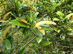 Calophyllum tacamahaca. takamaka des hauts . clusiaceae. endémique Réunion Maurice P1730774