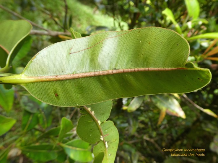 Calophyllum tacamahaca .takamaka des hauts .clusiaceae. endémique Réunion Maurice .P1730775