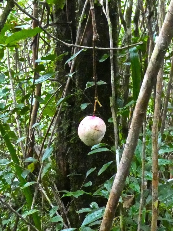 fruit de bois de pomme . Syzygium   . myrtaceae P1740152