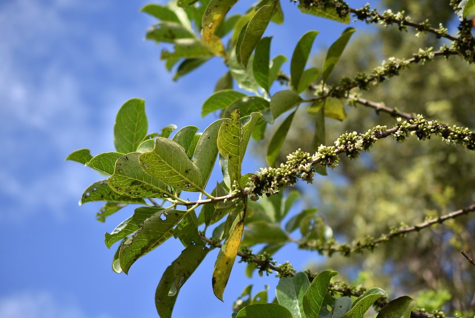 Geniostoma borbonicum - Bois de piment - LOGANIACEAE - Endémique Réunion, Maurice - MAB_6494