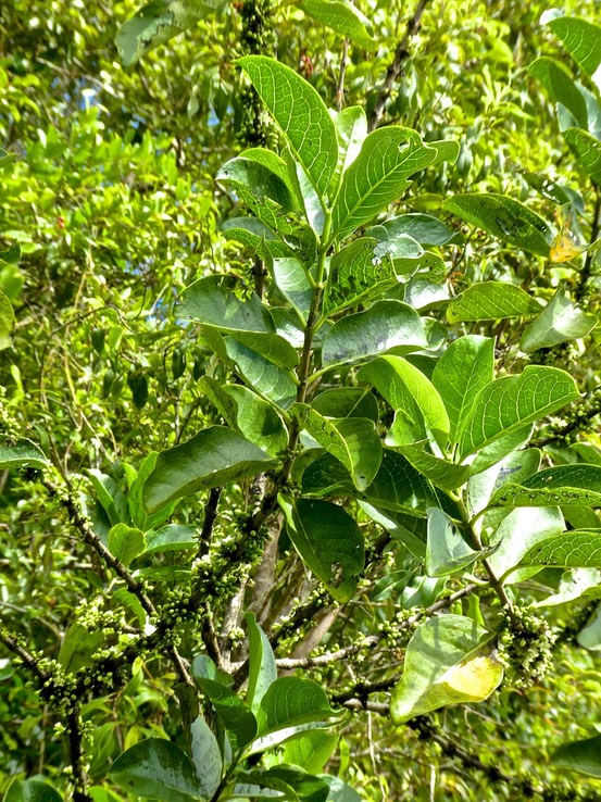 Geniostoma borbonicum . bois de piment. loganiaceae.endémique Réunion Maurice .P1730764