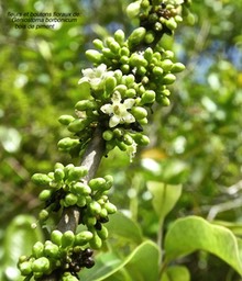 Geniostoma borbonicum .bois de piment .fleurs et boutons floraux .loganiaceae.endémique Réunion Maurice P1730761