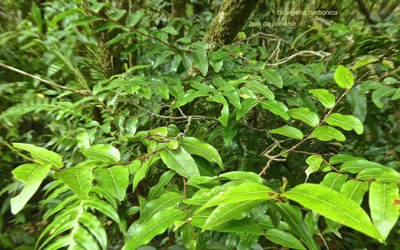 Grangeria borbonica .bois de punaise .chrysobalanaceae.endémique Réunion Maurice .P1740044